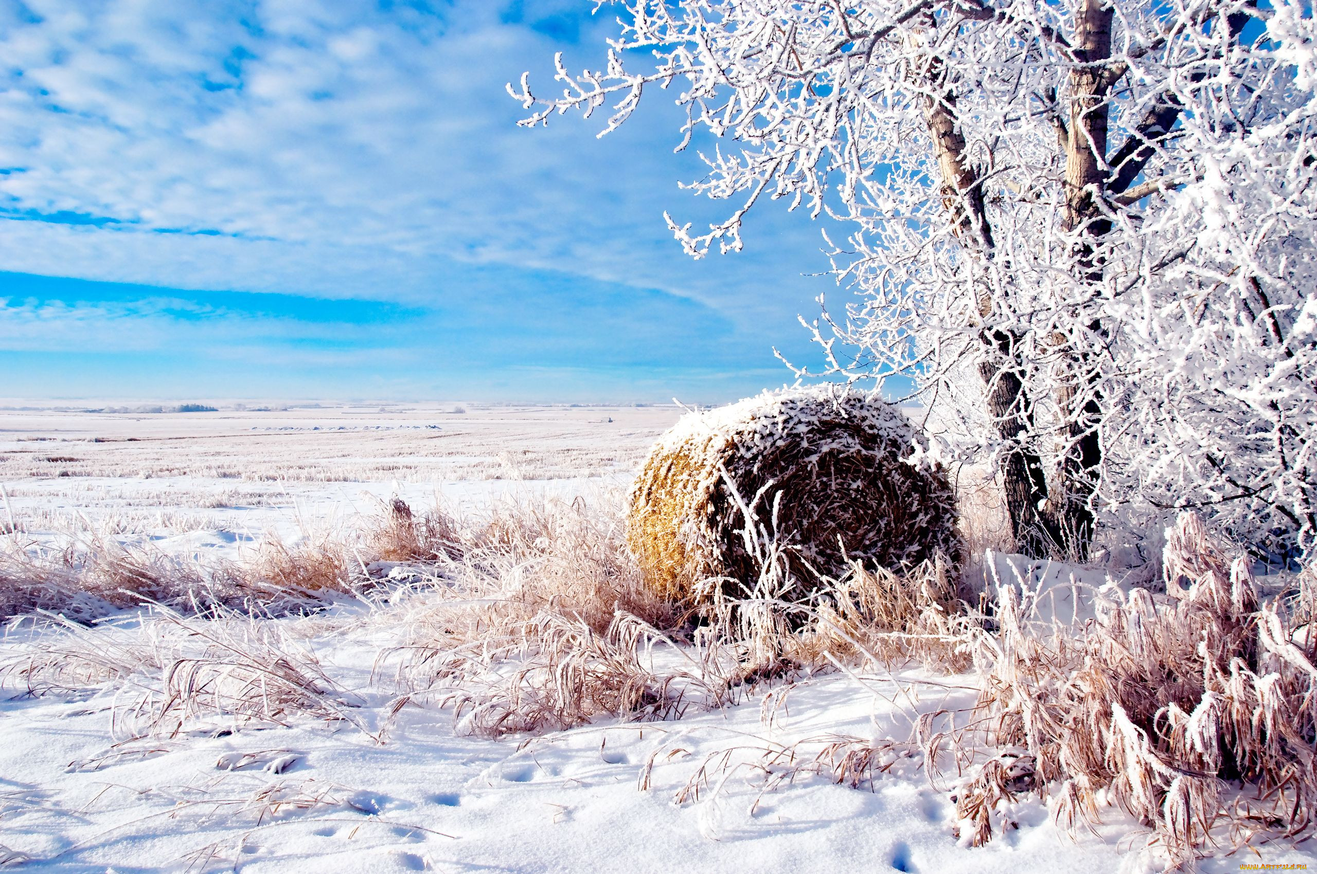 Зимнее сено. Зимнее поле. Зимний пейзаж. Февральский пейзаж. Зимняя природа.